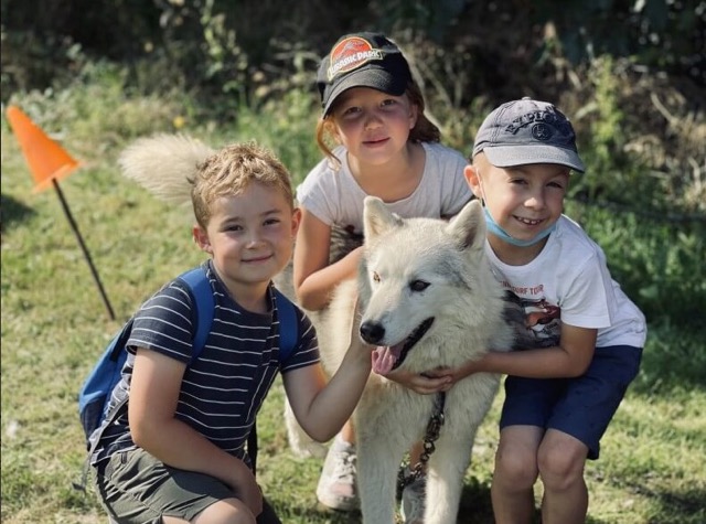 Parc Pour Chiens - Retours Gratuits Dans Les 90 Jours - Temu France