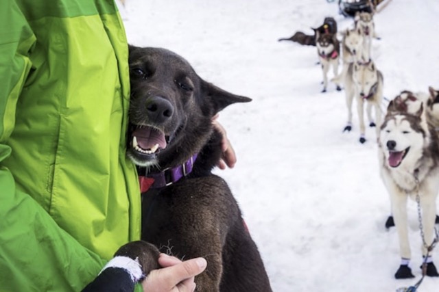 Mushers d'Auvergne (14-17 ans)