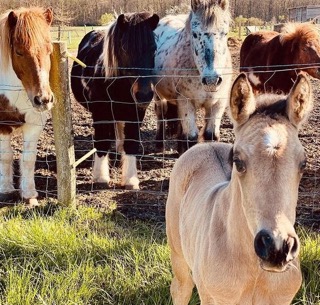 Colonie équitation au trot avec mon poney 