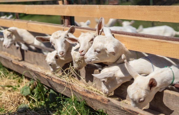 Colo équitation, art et vie à la ferme junior