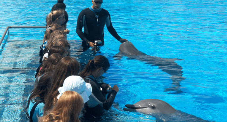 Rencontre avec les dauphins - été