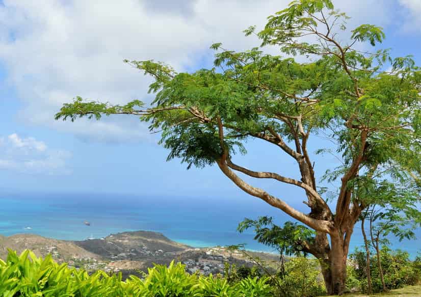 Parfums Caraibes  - Image 3