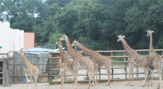 Colonie de vacances Zoos en Folie - Image 1