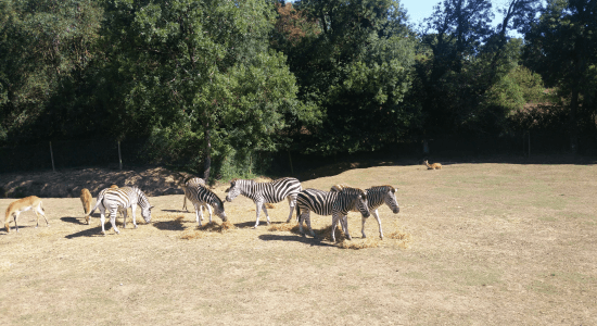 Colonie de vacances Zoos en Folie - Image 2