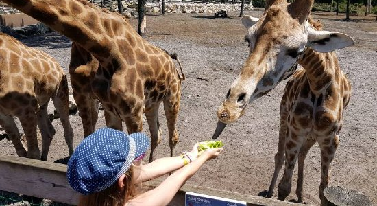 Cap Océan à Arcachon 6/9 ans