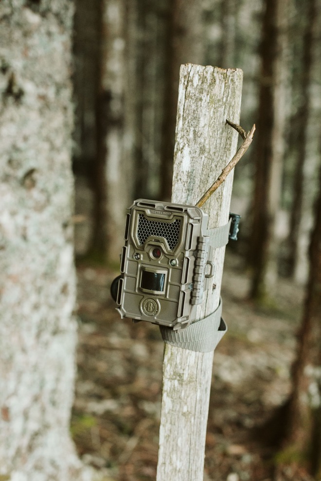 Faune sauvage du Vercors - Image 2