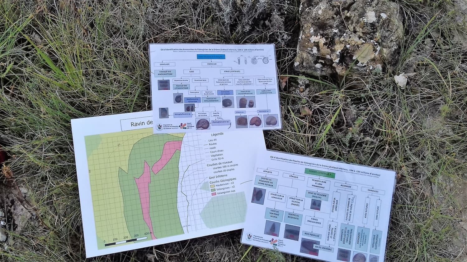 Découverte de reptiles marins - Image 2