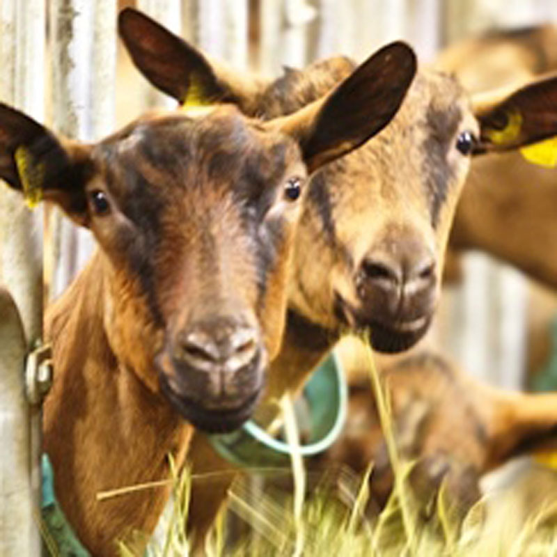 Colo des animaux - Image 2