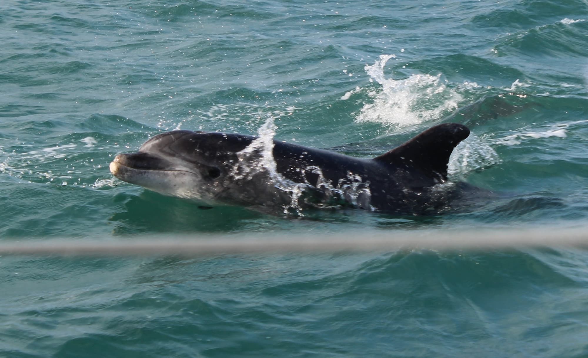 Dauphin des archipels - Image 3