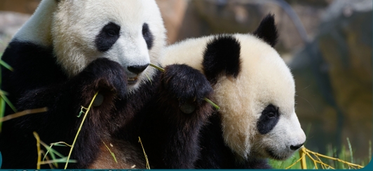 Colonie de vacances Zoos en Folie - Image 3