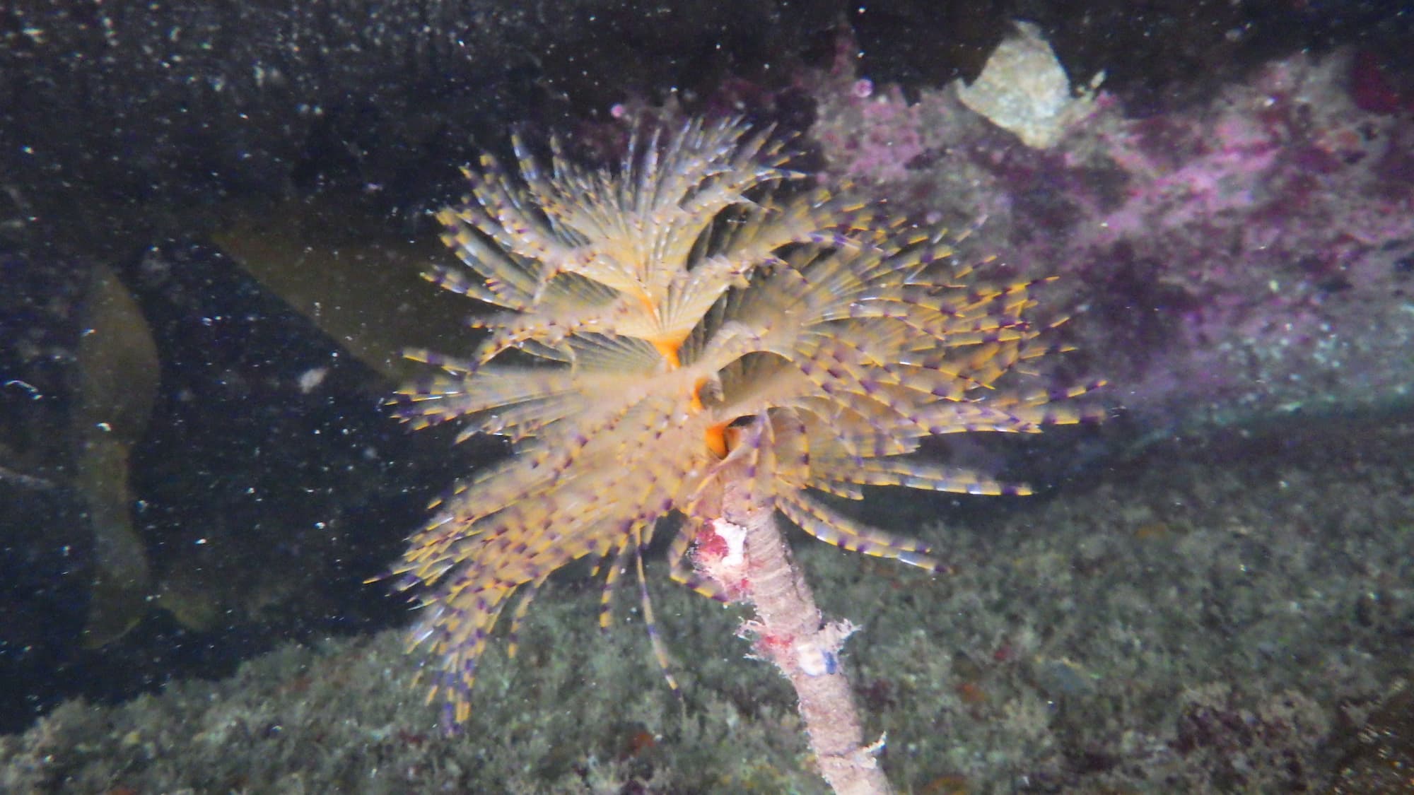 Secret des abysses II - Débutants puis Niveau I - Image 3