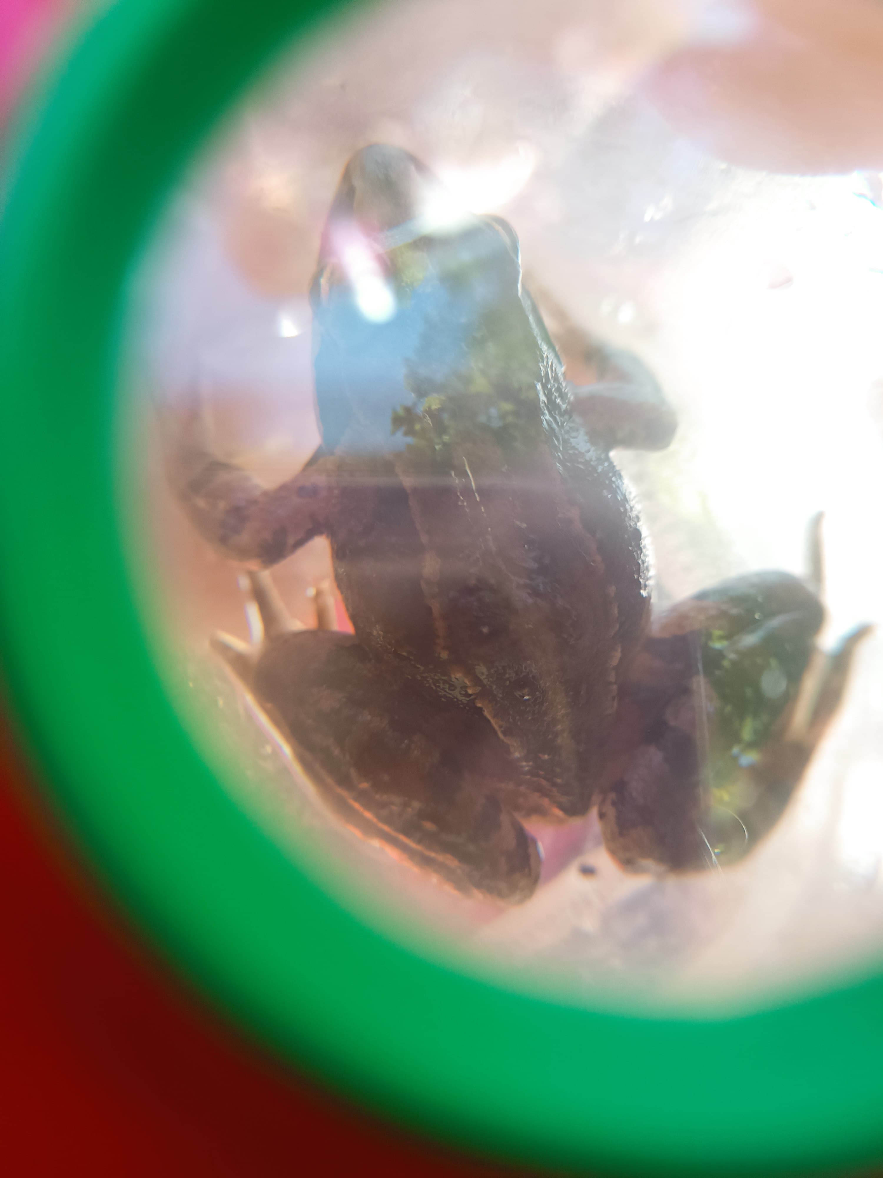 Vacances à la ferme (6-12 ans) - Image 3