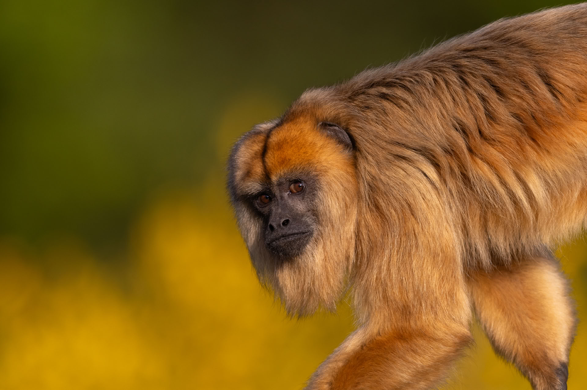 Art’prenti nature au parc animalier de Branféré - Image 3