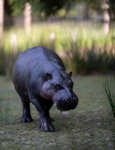 Repor’Terre nature au parc animalier de Branféré - Image 1