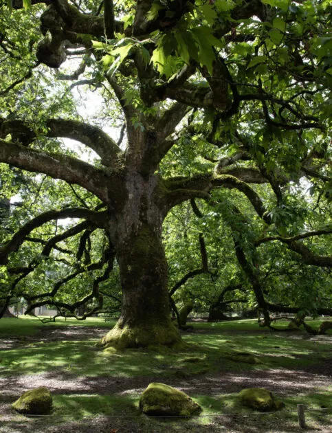 Influenceur Nature au parc animalier de Branféré - Image 1