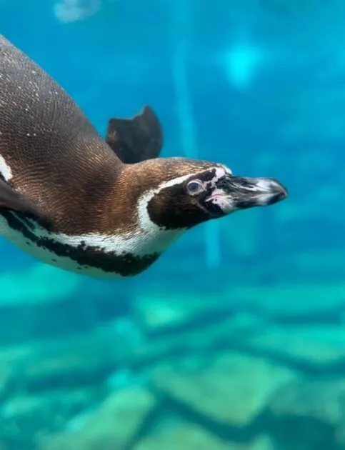Influenceur Nature au parc animalier de Branféré - Image 2
