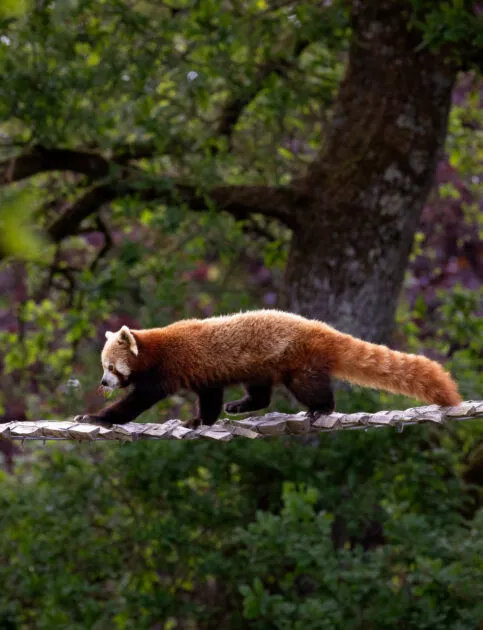 Influenceur Nature au parc animalier de Branféré - Image 3