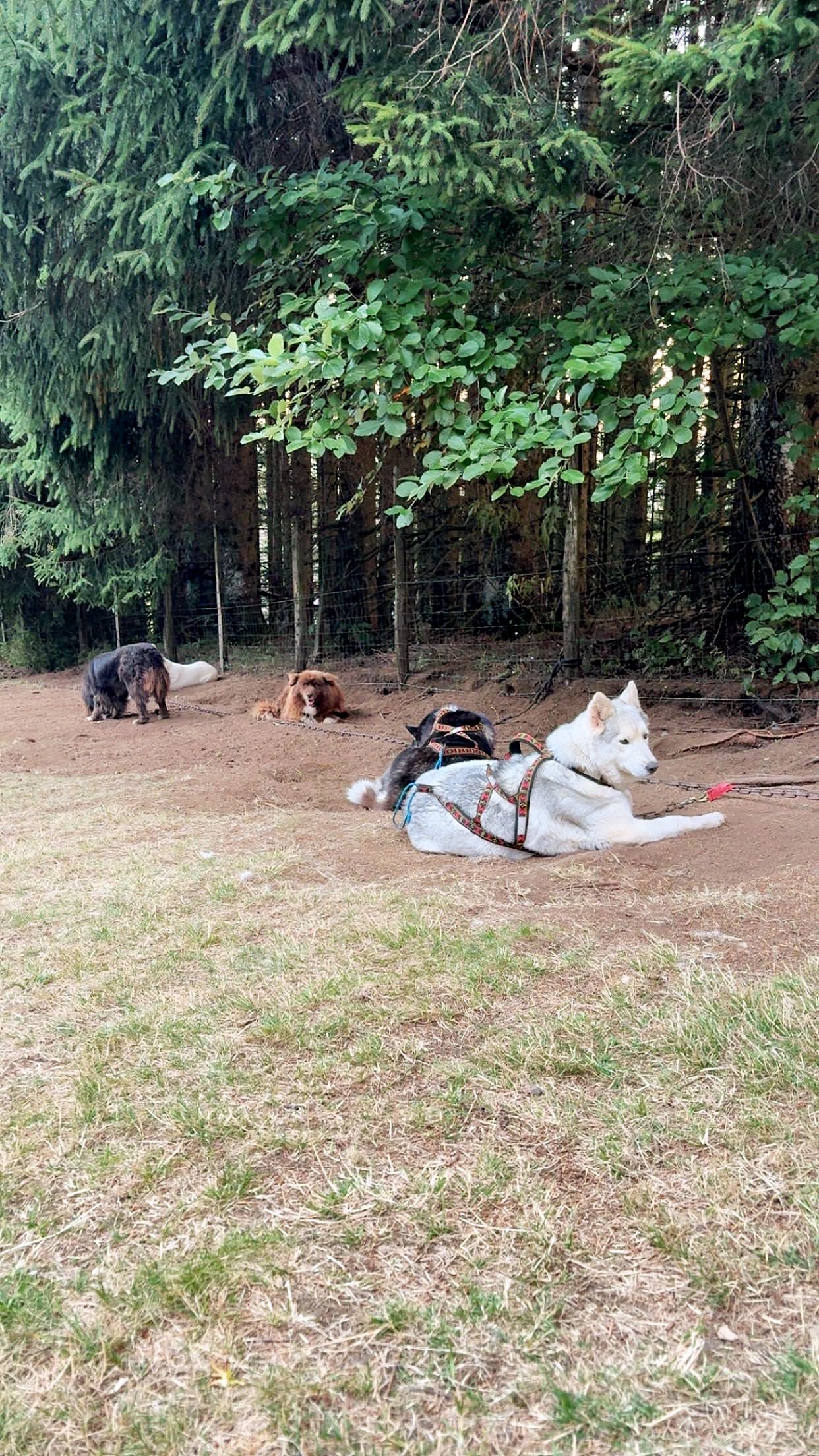 Cani-Rando - Image 1