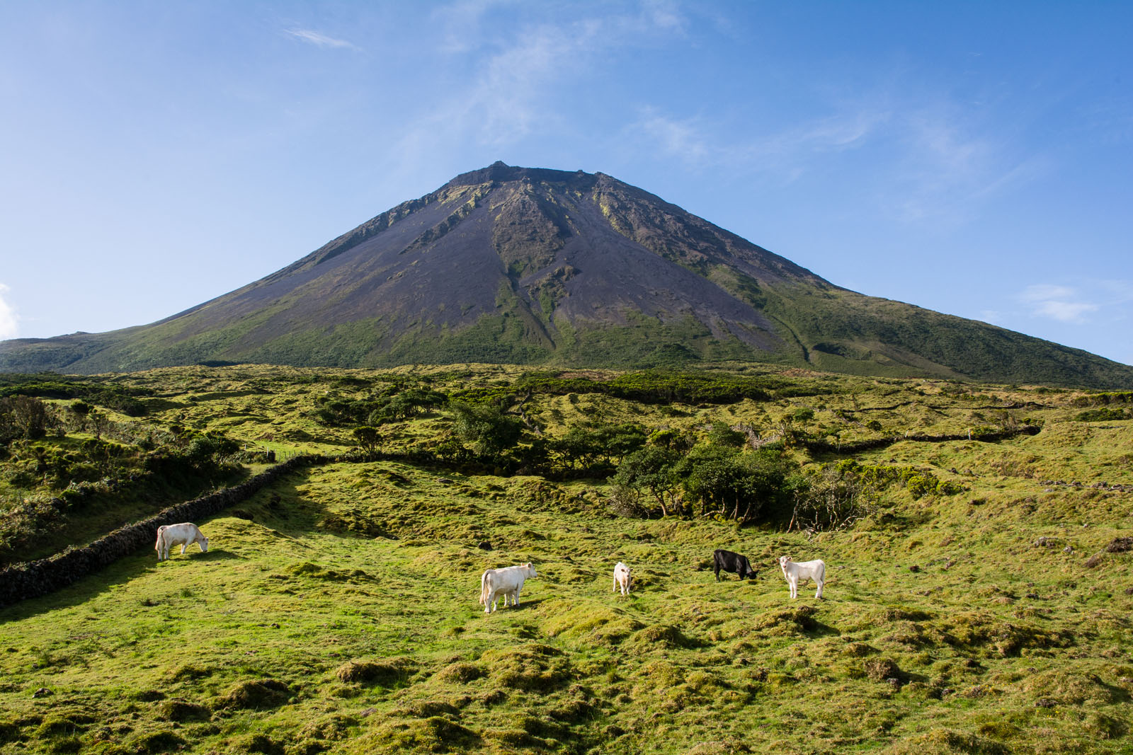 LES AÇORES (itinérant) : A coeur sauvage - Image 3