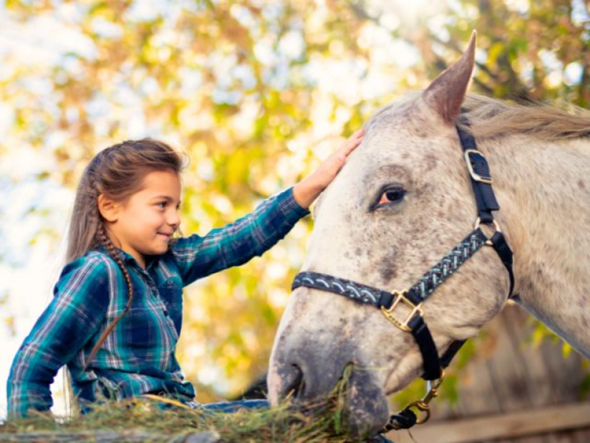 Poney sensation en auvergne - Image 1