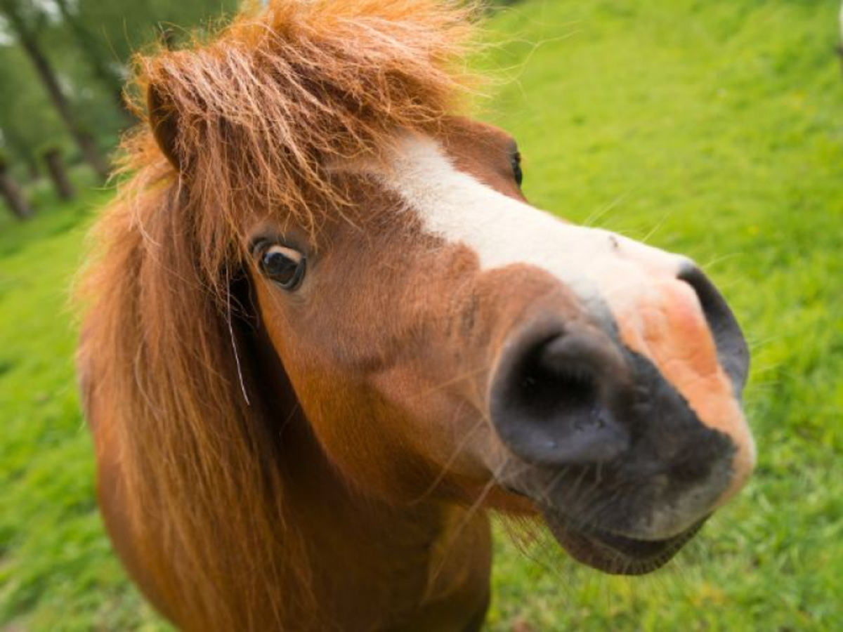 Poney sensation en auvergne - Image 3