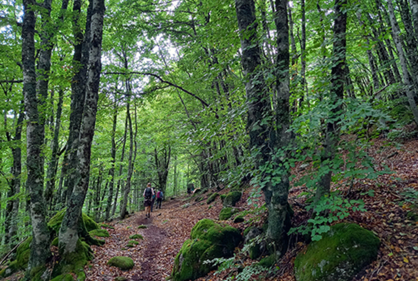 Escapade dans les cimes, un séjour au creux des arbres - Image 2