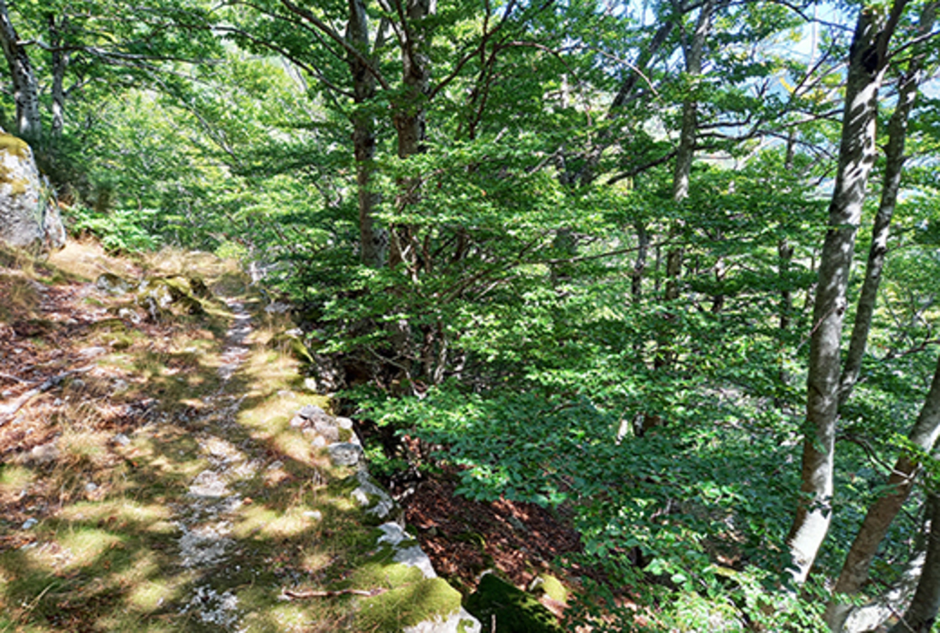 Escapade dans les cimes, un séjour au creux des arbres - Image 1