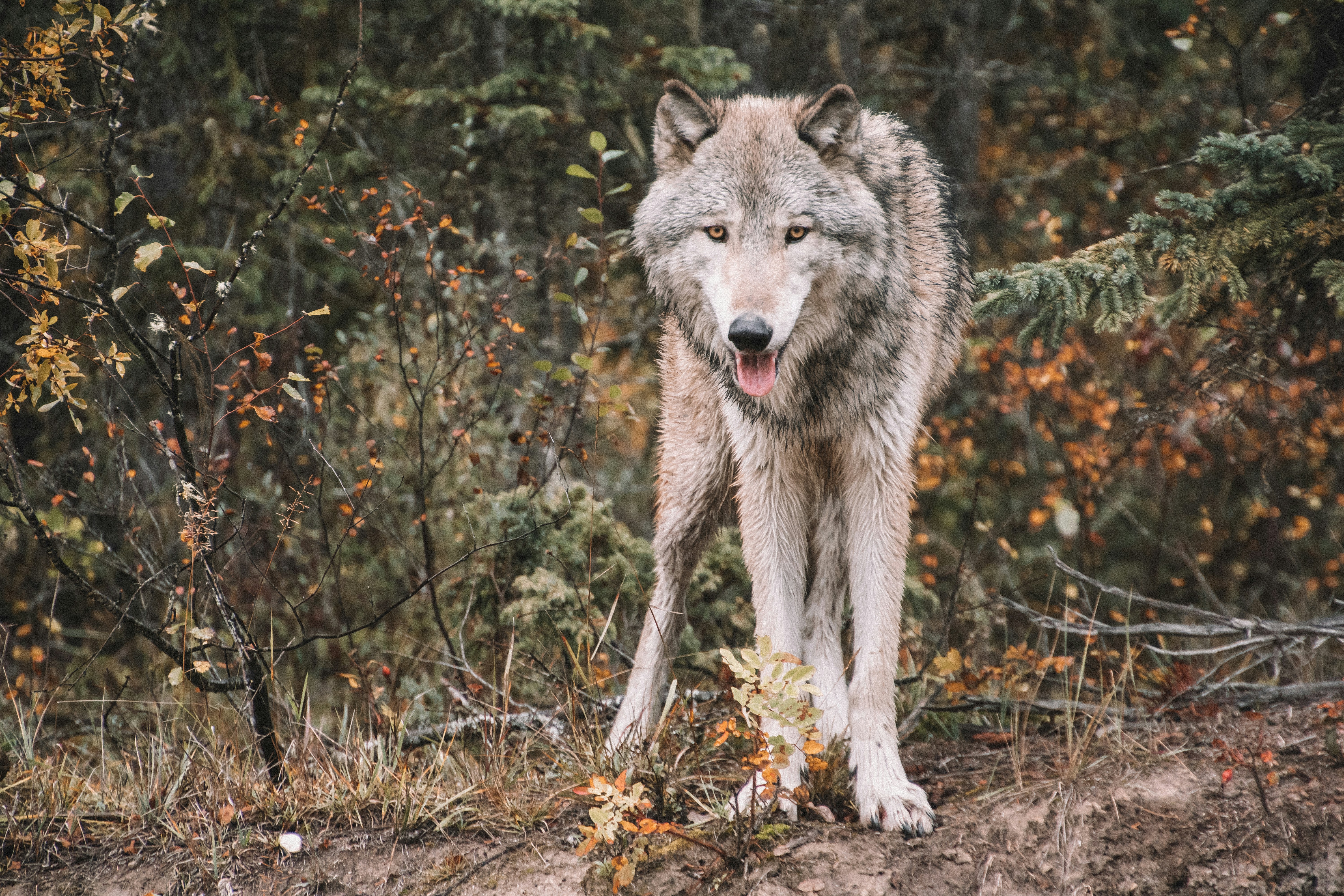 Rencontre avec les loups - Image 2