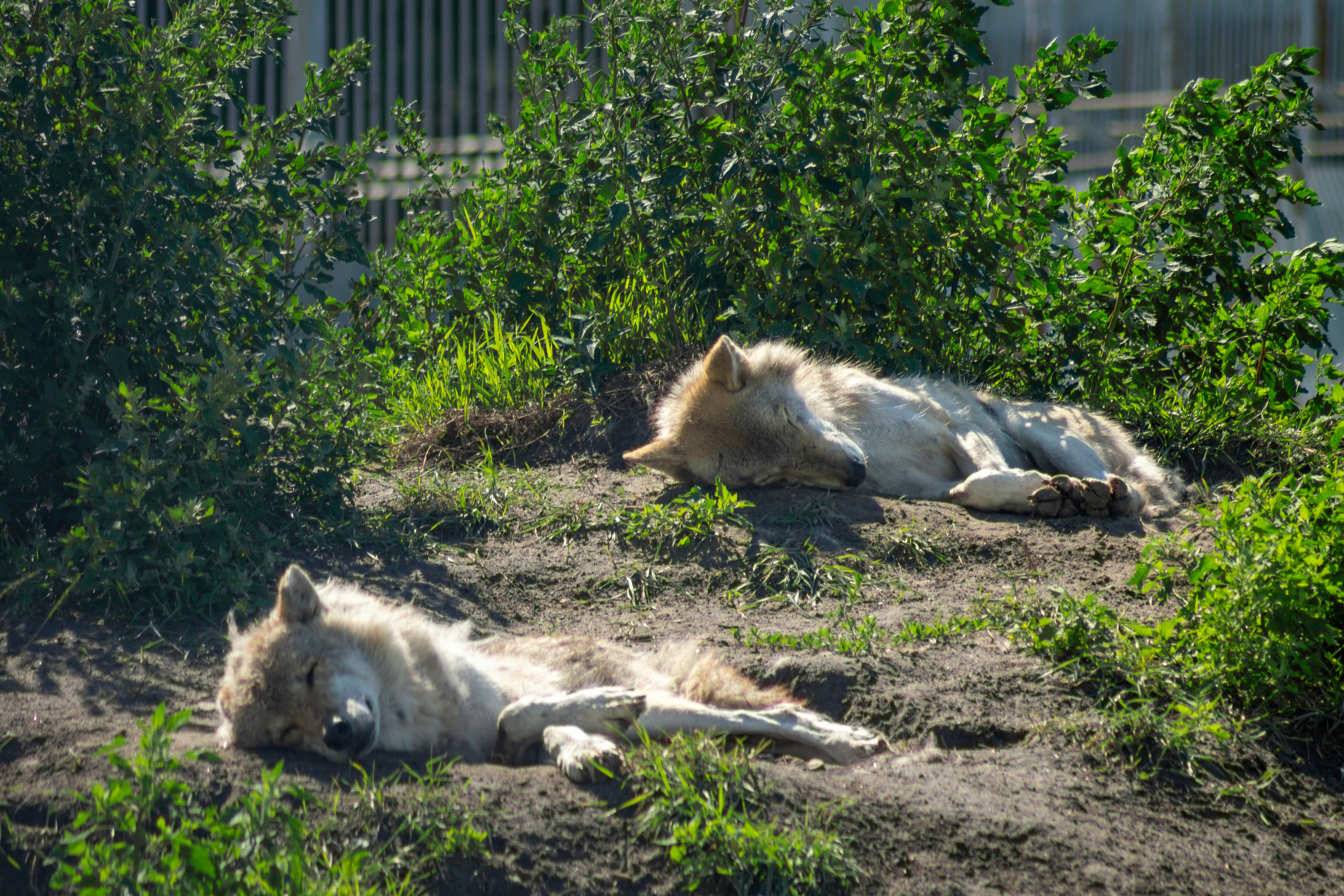 Rencontre avec les loups - Image 1