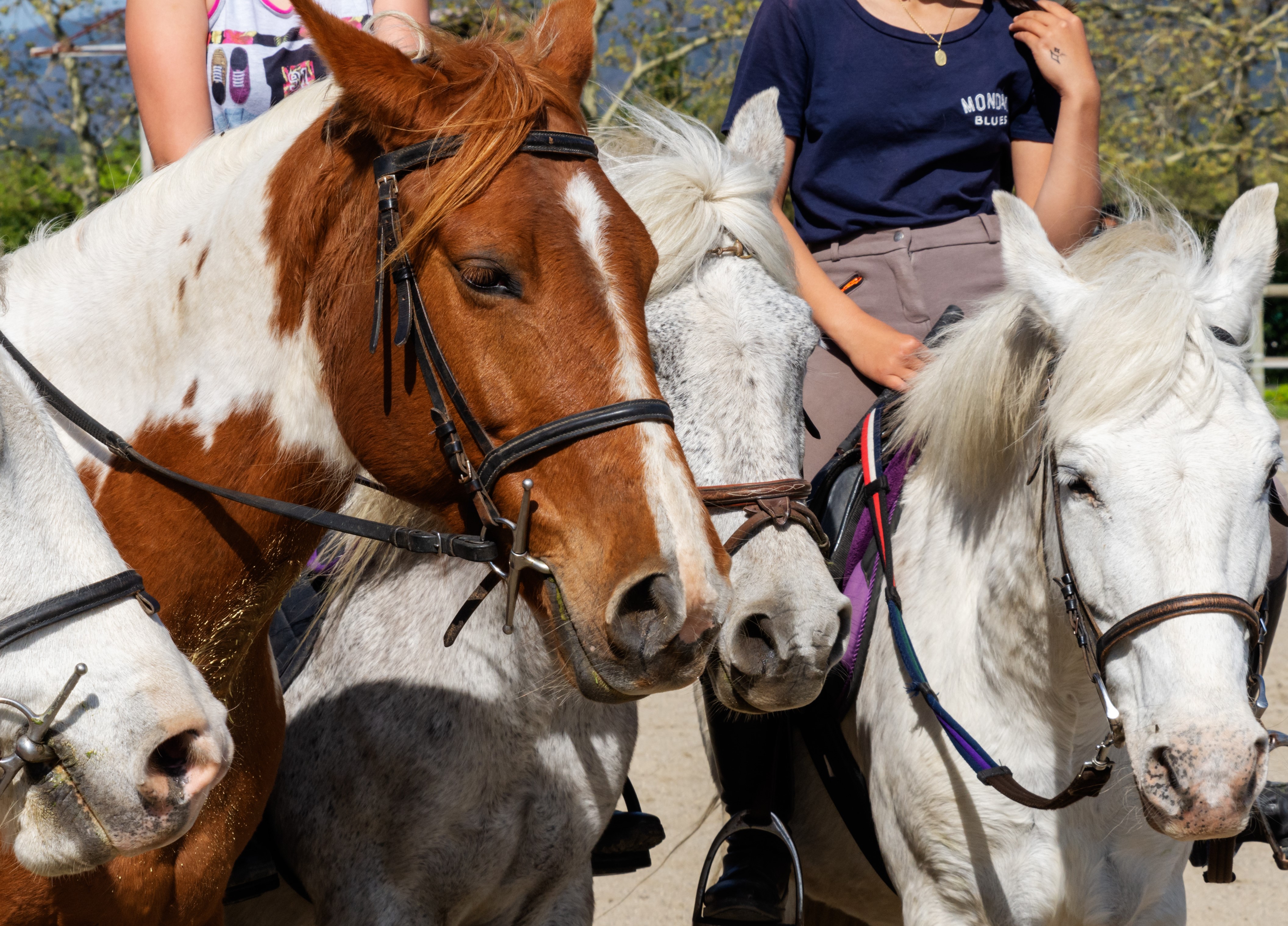 Equitation nature 10-14 ans - Image 2