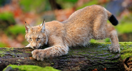 Colonie Eco Parc Animalier (découverte des grands prédateurs) - Image 2