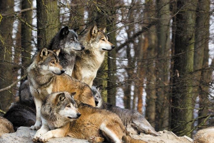 Colonie Eco Parc Animalier (découverte des grands prédateurs) - Image 1