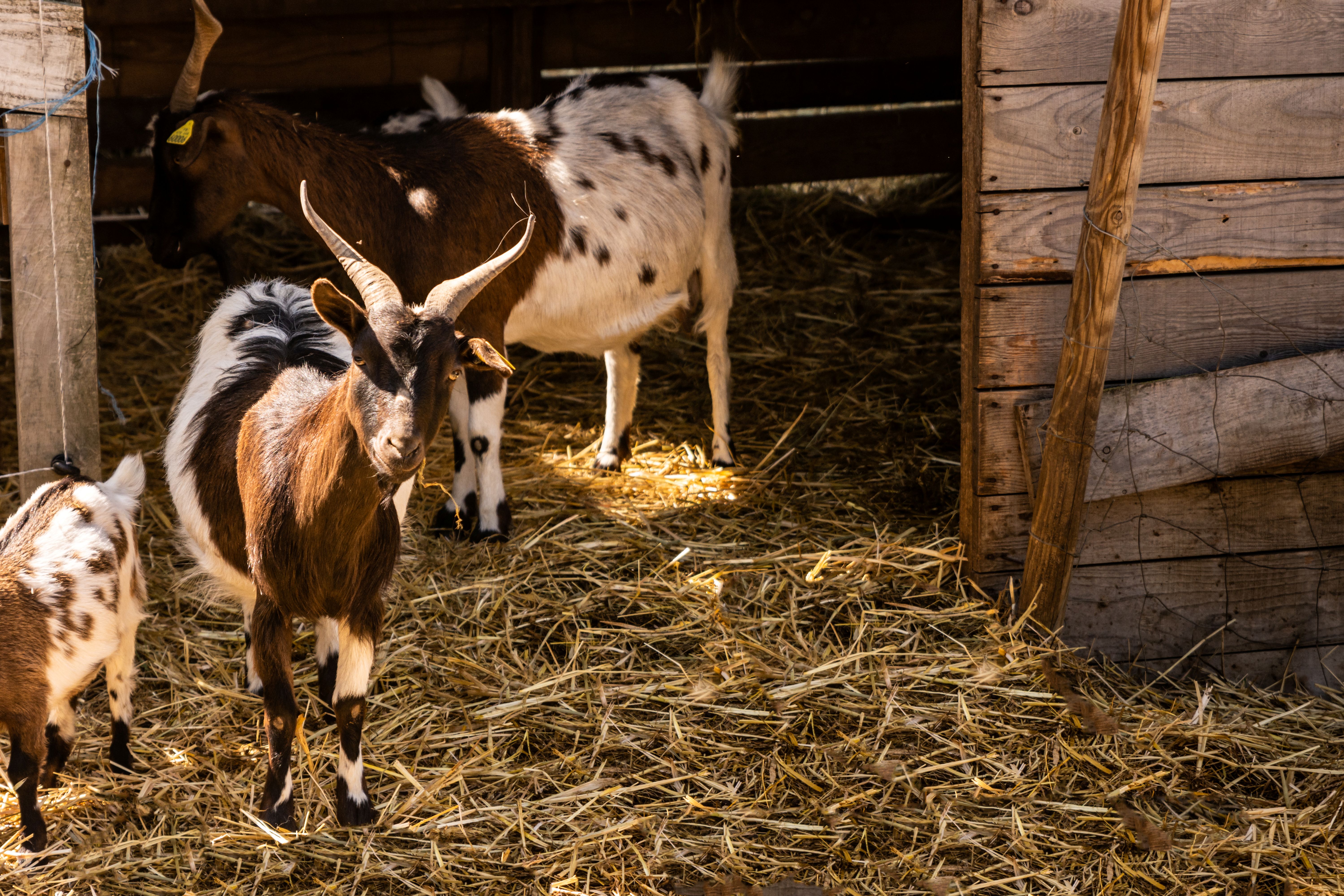 Poney mon ami 4-9 ans - Image 2