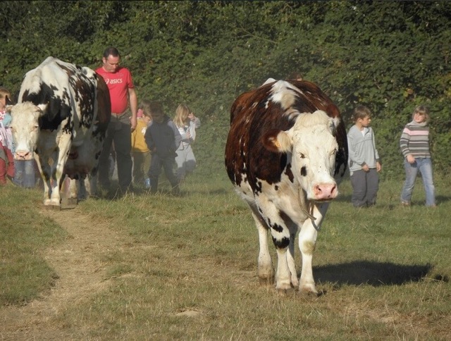 Dans la peau d'un petit fermier - Normandie - Image 3