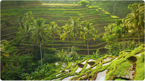 Découvrez Bali - Image 3