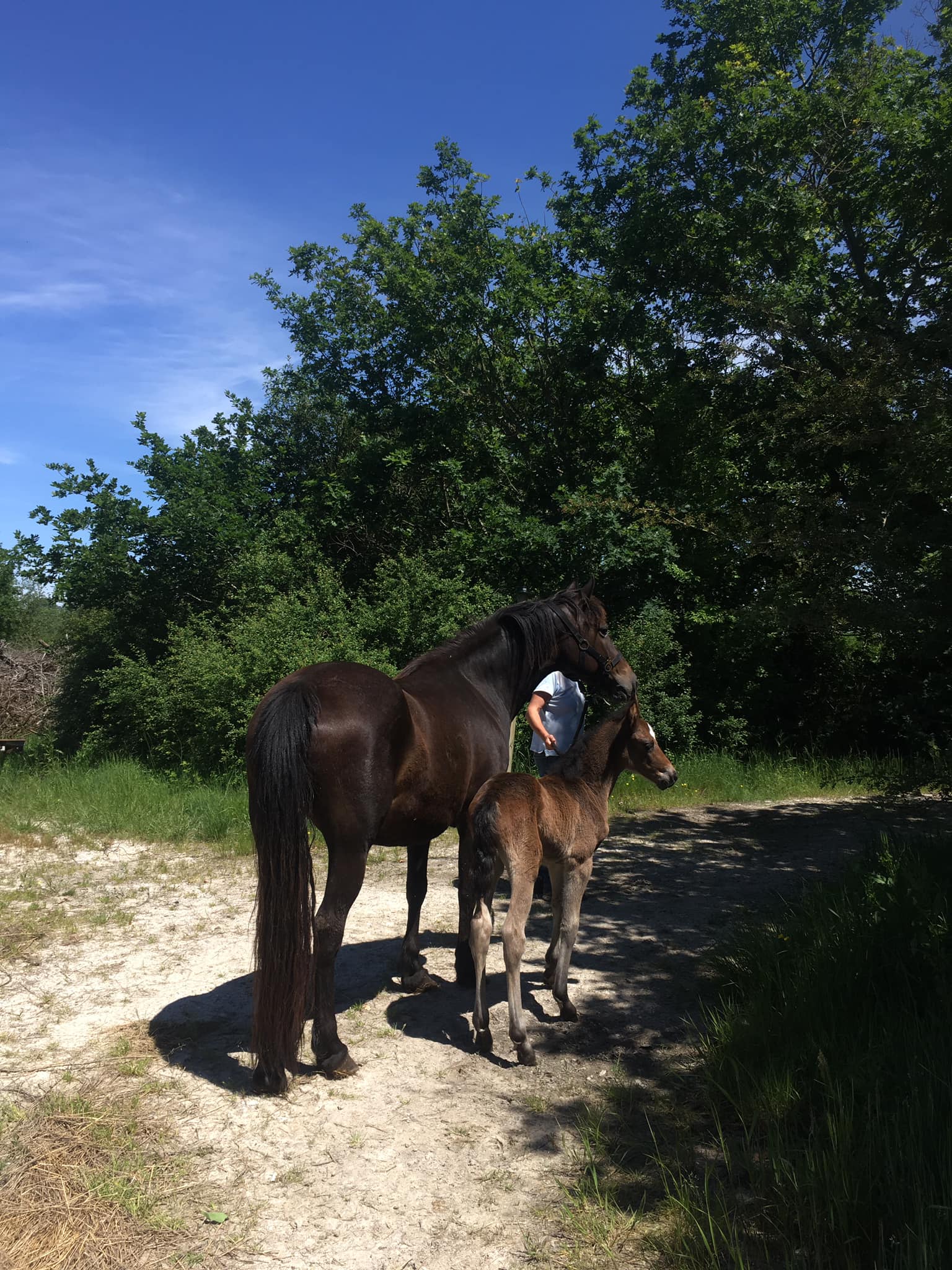 Colonie Équitation Semi-autonomie en Gironde