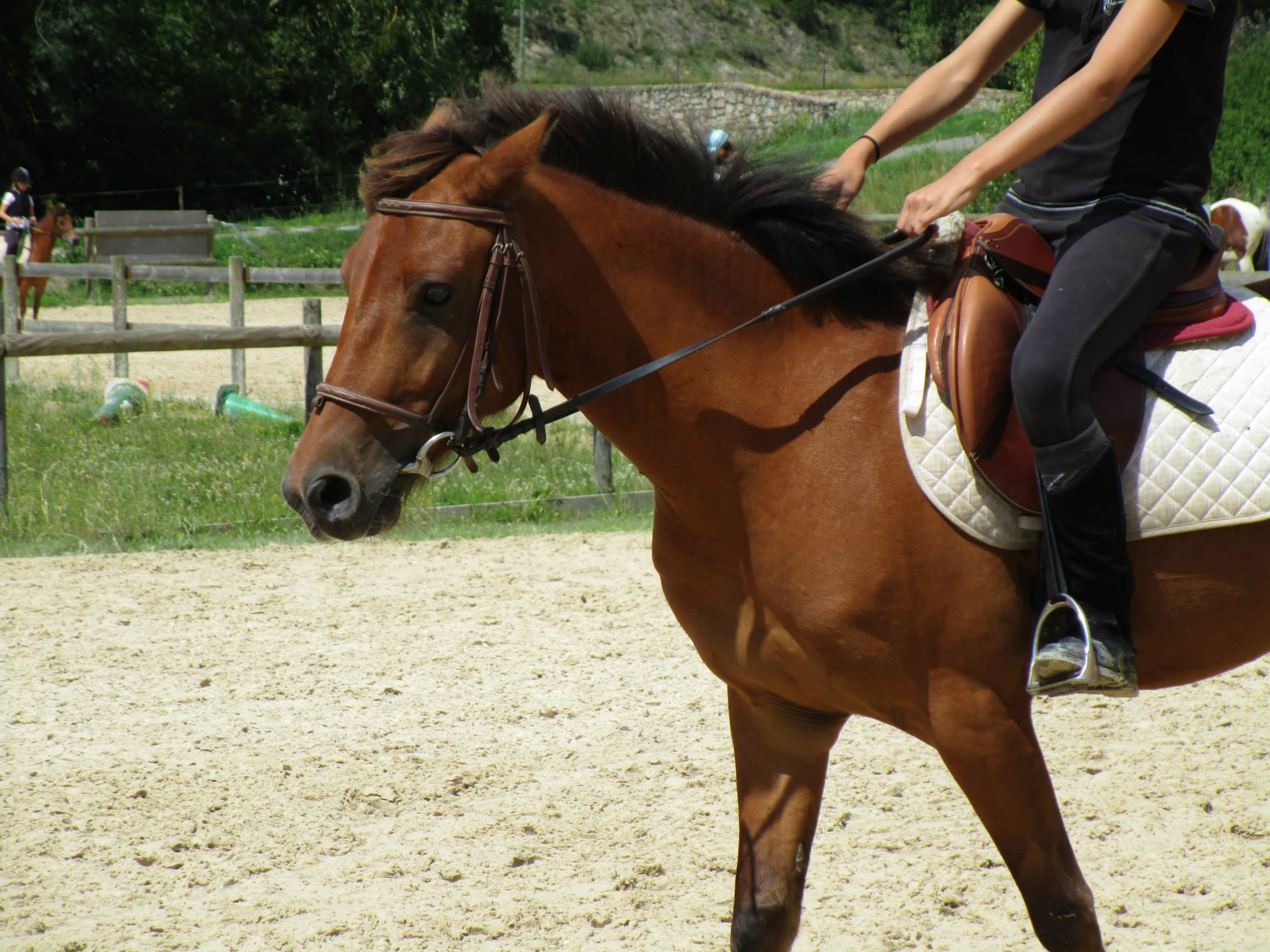 STAGE EQUESTRE