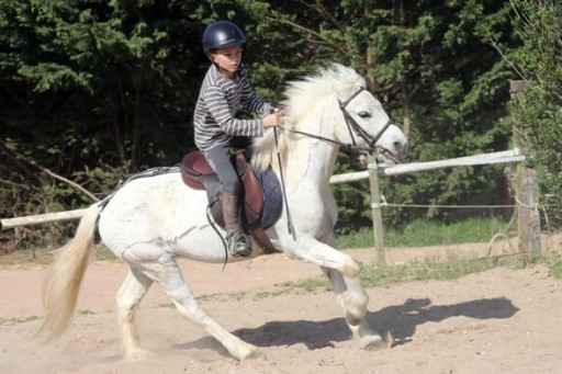 Séjours classiques 100% équitation ! +1m40 - Image 3