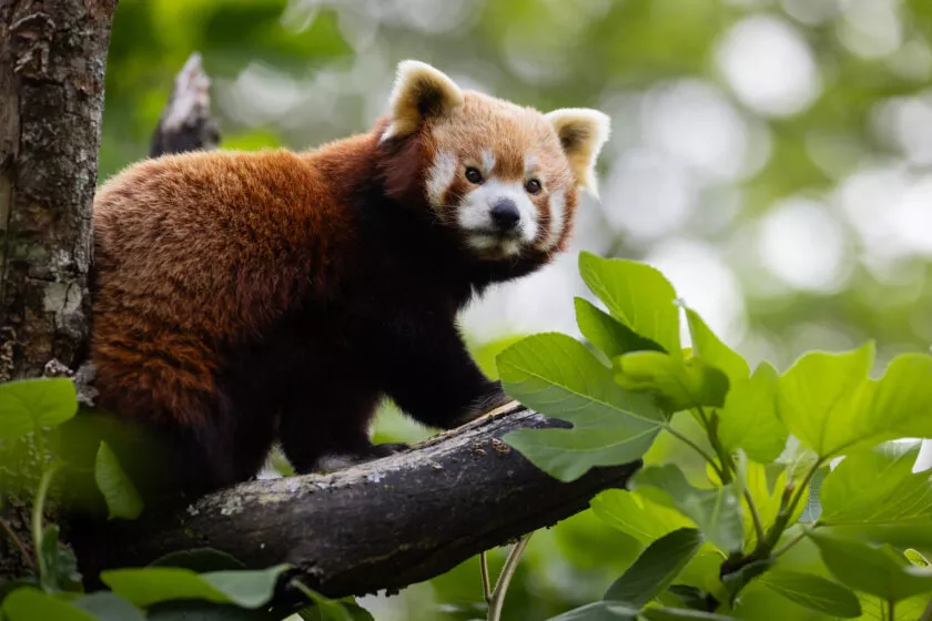 Art’prenti nature au parc animalier de Branféré