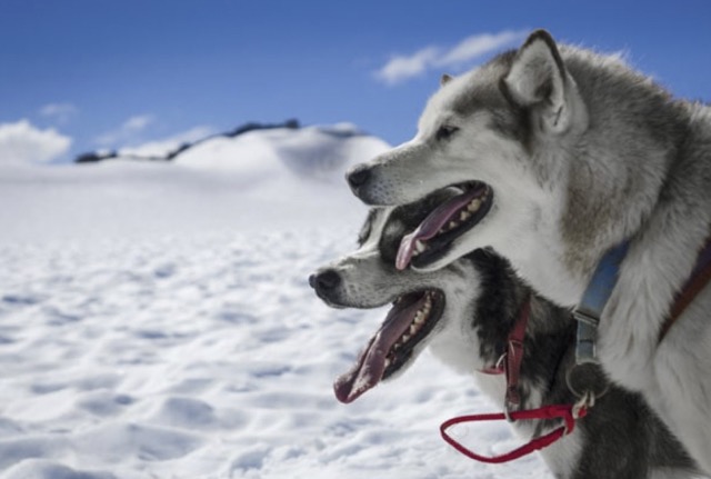 Mushers d'Auvergne (6-13 ans) - Image 3