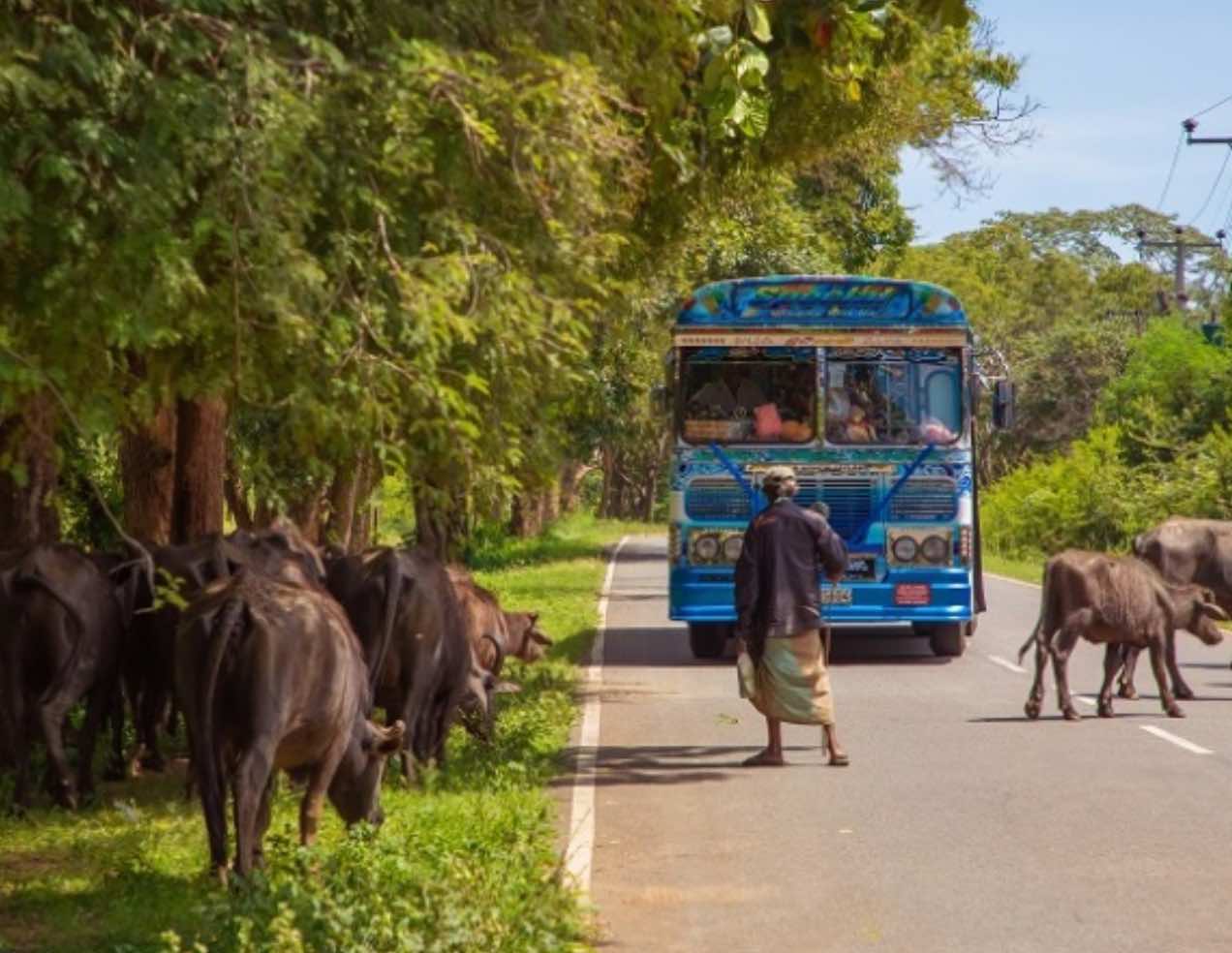 Sri Lanka - À la rencontre des habitants - Image 2