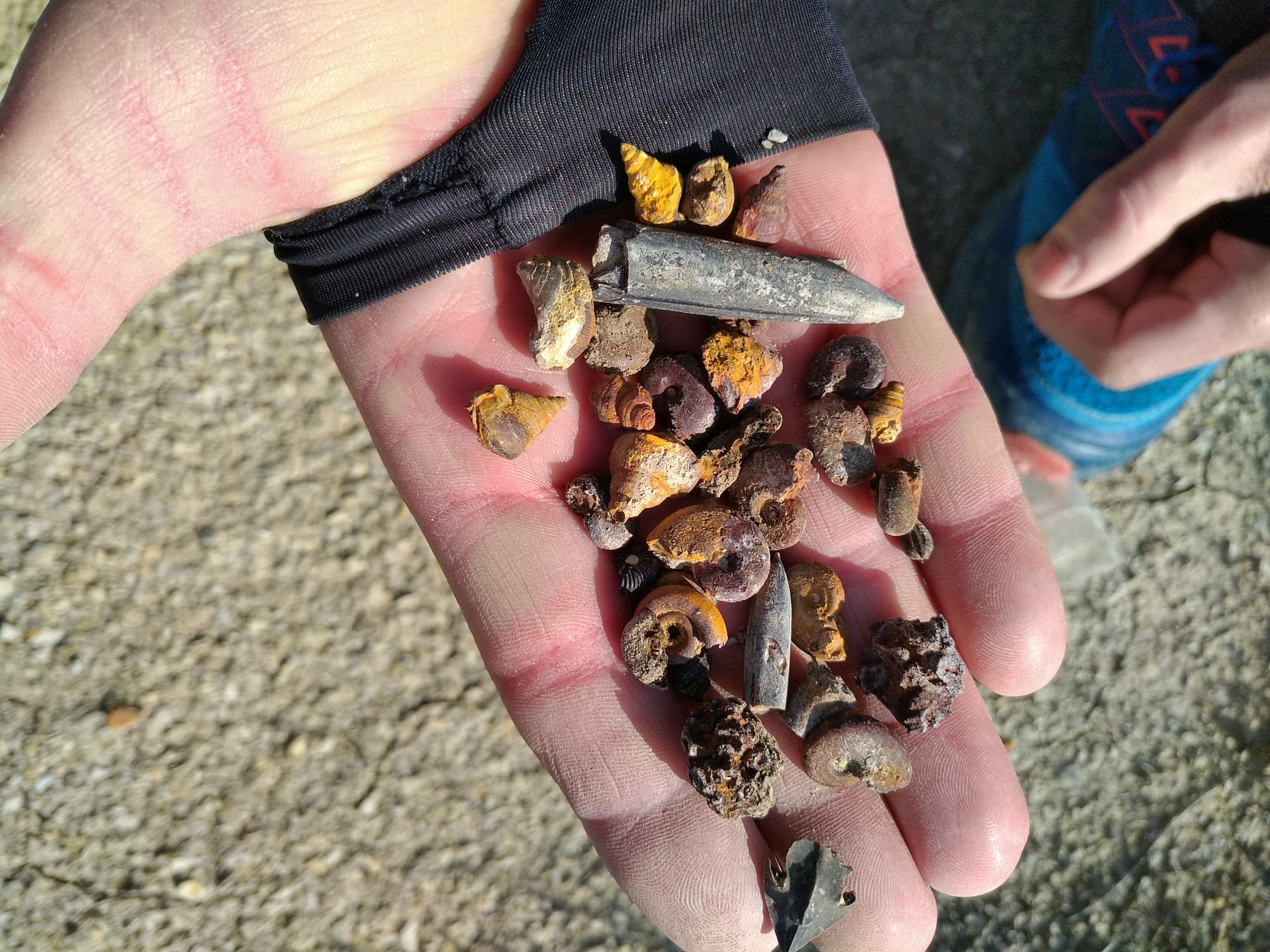 Découverte de reptiles marins