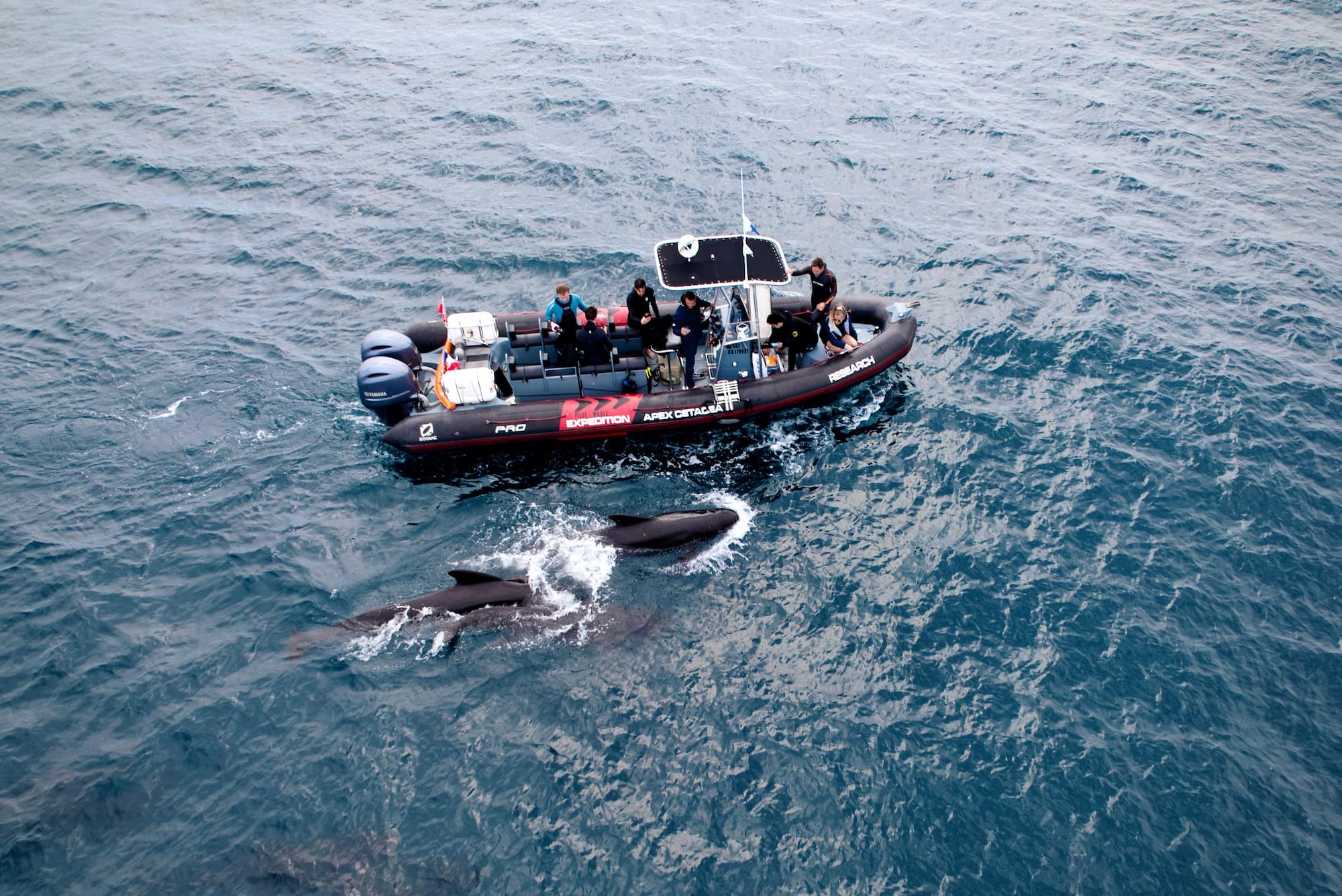 La Baleine Gouf de Capbreton