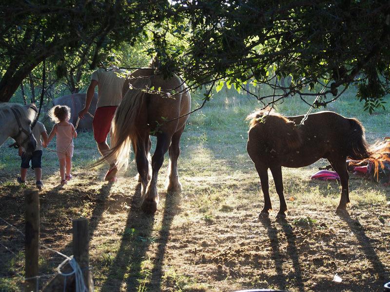 La Ferme Des Poneys Et Cie - Image 3