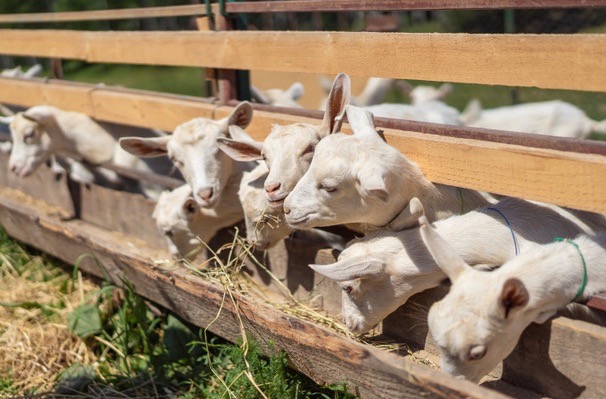 Colo équitation, art et vie à la ferme ados