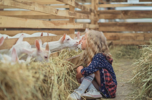 Colo équitation, art et vie à la ferme junior