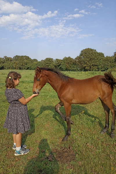 Séjour équitation & nature – Écurie de l’Étoile, Bretagne