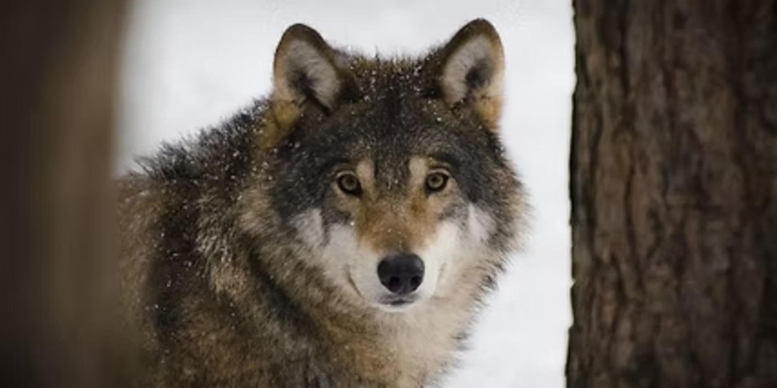 Rencontre avec les loups