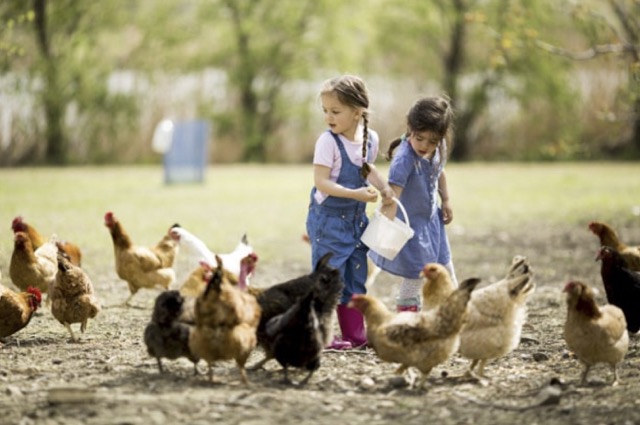 Vacances à la ferme (6-13 ans)