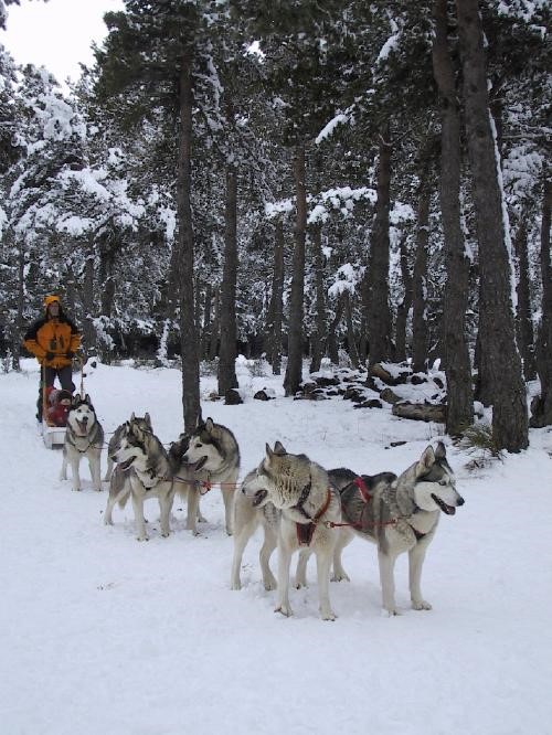Mushers d'Auvergne (6-13 ans) - Image 2